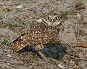 Burrowing owl, photo by birdphotos.com / Wikimedia Commons