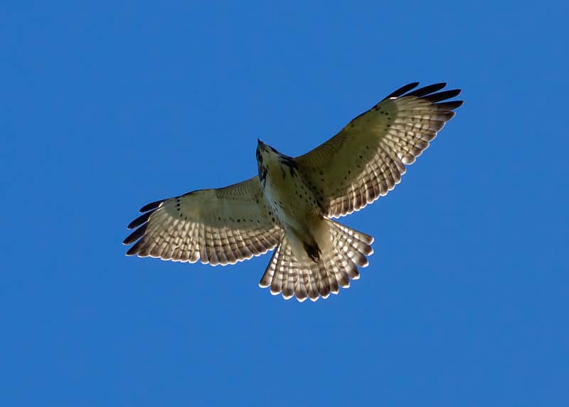 Juvenile broad-winged hawk, photo by Manjith Kainickara / Wikimedia