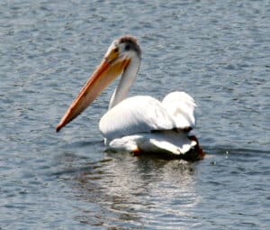 American White Pelican by Bill Thompson, III