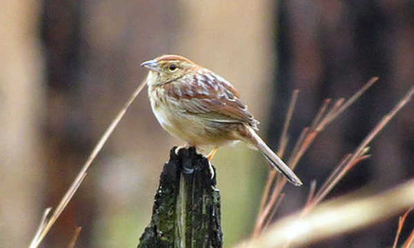 Bachman's Sparrow, photo by Don Faulkner / Wikimedia