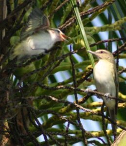 Black-whiskered vireos, photo by Daniel Berganza / Wikimedia