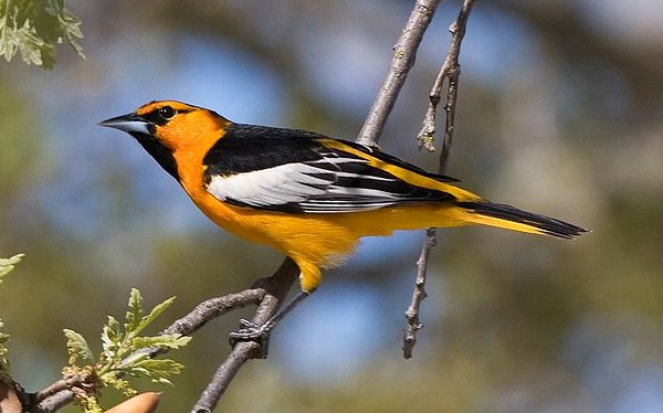 Bullock's Oriole Photo by Kevin Cole via Wiki Commons