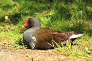 Common moorhen, photo by Charles J. Sharp / Wikimedia