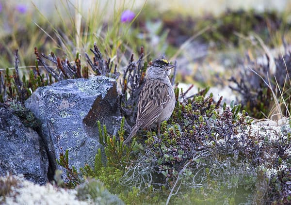 Golden-crowned Sparrow Photo by National Park Service, Alaska Region