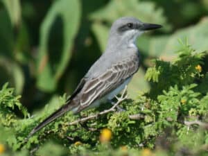 Gray kingbird, photo by Dick Daniels / Wikimedia