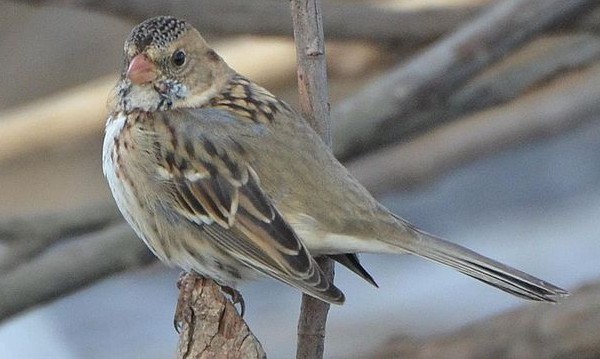 Harris's Sparrow Photo by Andy Reago & Chrissy McClarren via Wiki Commons