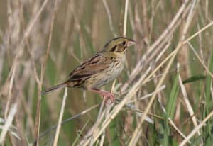 Henslow's Sparrow, photo by Dominic Sherony / Wikimedia