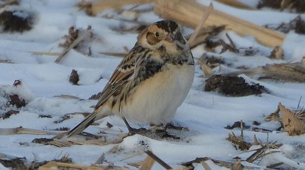 Lapland Longspur Photo by Andy Reago & Chrissy McClarren via Wikimedia Commons