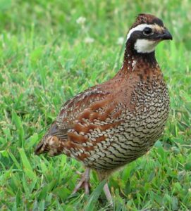 Northern bobwhite Photo by Brian Stansberry via Wiki Commons
