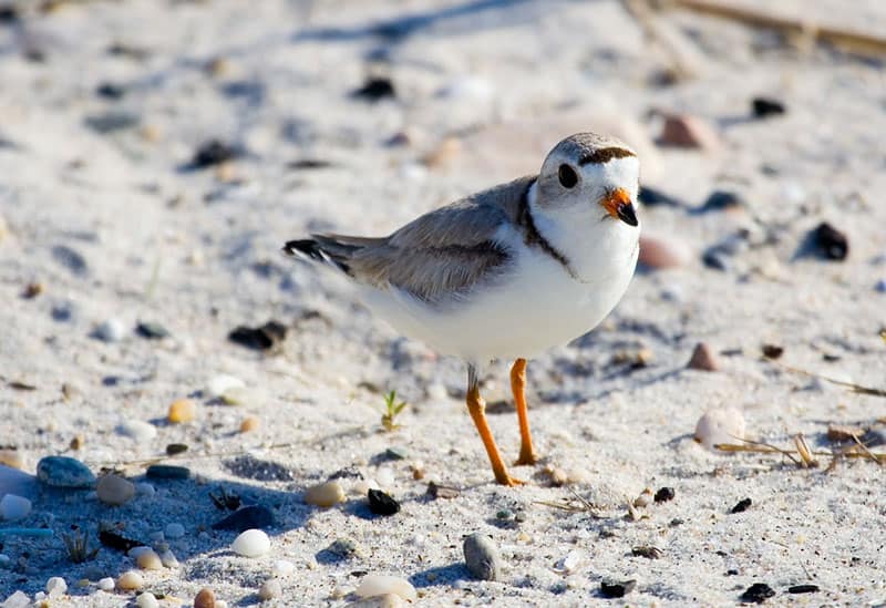 Piping plover, photo by ShutterGlow.com / Wikimedia