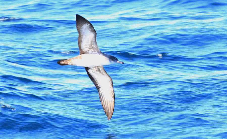 Pink-footed shearwater, Monterey, CA. Photo by Monte M. Taylor / Wikimedia.