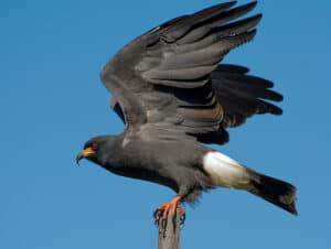 Snail kite photo by Dario Sanches / Wikimedia