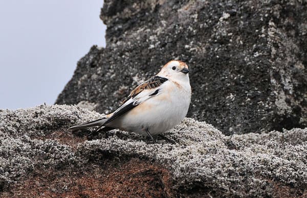 Snow Bunting Photo by Flamewavefires via Wiki Commons