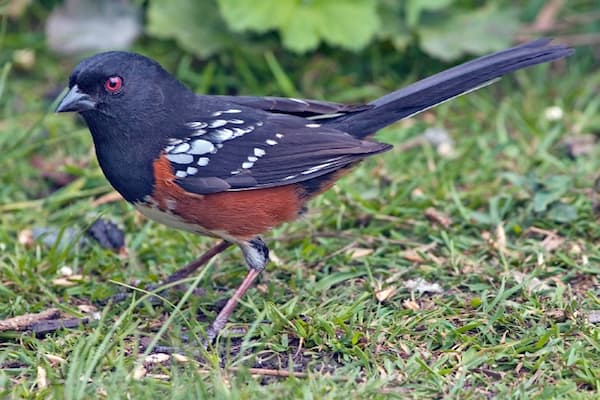 Spotted Towhee Photo by naturespicsonline.com via Wiki Commons