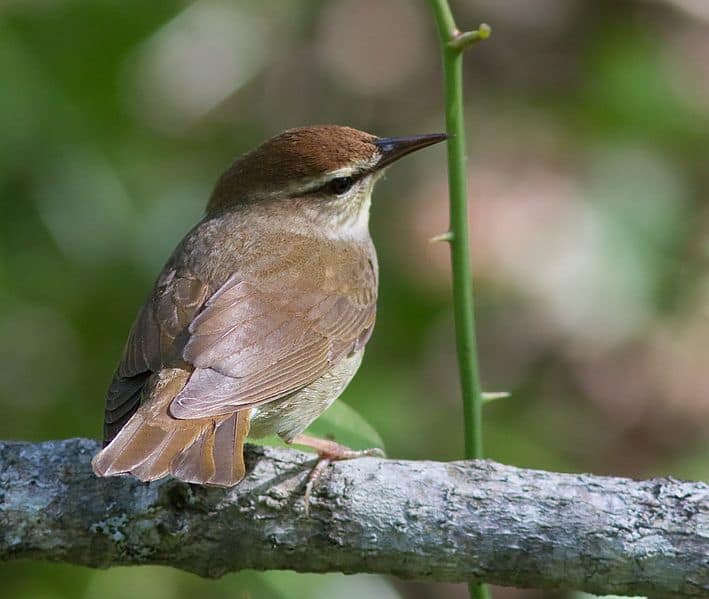 Swainson's warbler, photo by USFWS / Wikimedia