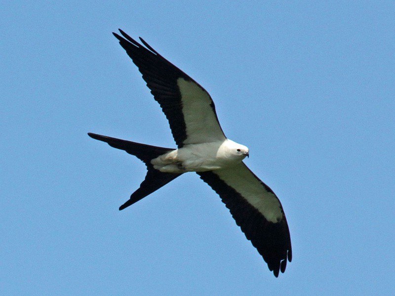 A swallow-tailed kite flies under a clear blue sky.