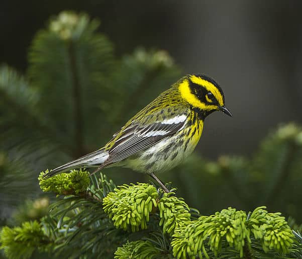 Townsend's Warbler Photo by Francesco Veronese via Wikimedia Commons