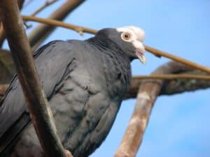 White-crowned pigeon photo by L.T. Shears / Wikimedia