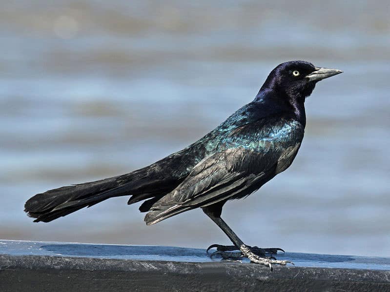 Boat-tailed grackle by Dick Daniels / Wikimedia Commons