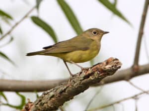 Connecticut warbler, photo by Matt Tillet / Wikimedia