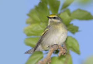 Golden-winged warbler, photo by William H. Majoros / Wikimedia