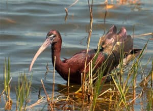 Glossy ibis, photo by Cassandra Thomas / Wikimedia