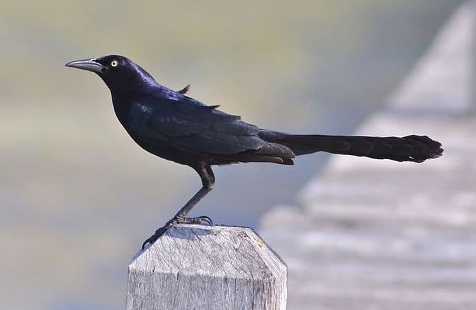 Great-tailed grackle photo by D. Faulder / Wikimedia Commons
