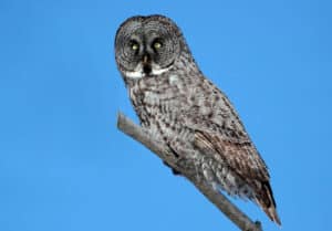 Great gray owl, photo by Cephas / Wikimedia