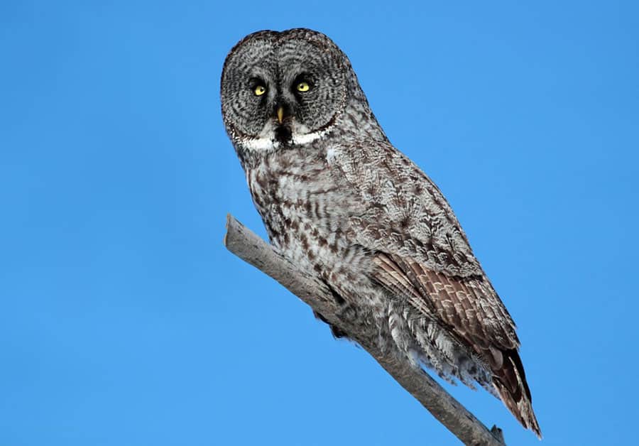 Minnesota Bird Watching: Spot a great gray owl! Photo by Cephas / Wikimedia