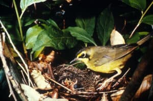 Kentucky Warbler, photo by USFWS / Wikimedia