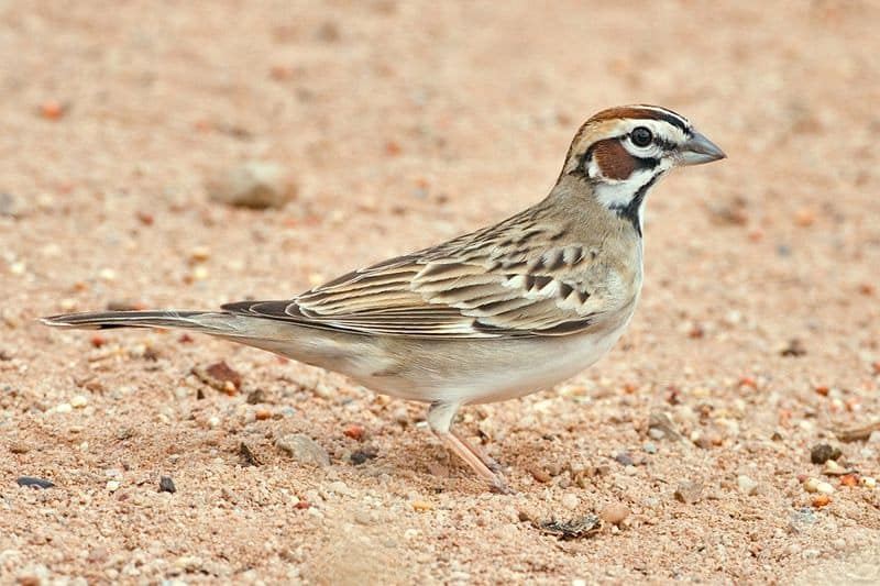 Lark sparrow photo by naturepicsonline.com / Wikimedia Commons
