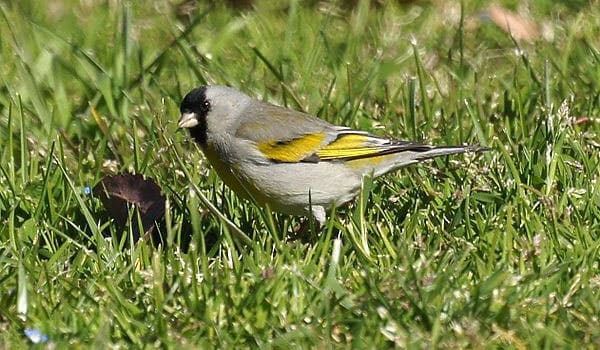 Lawrence's goldfinch by Mike's Birds / Wikimedia Commons