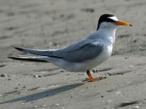 Least tern photo by Dick Daniels / Wikimedia