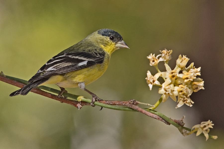 Lesser goldfinch photo by Alan D. Wilson / Wikimedia Commons