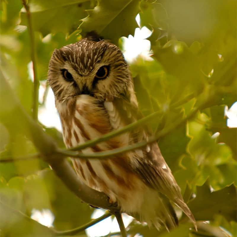 Northern saw-whet owl, one of several winter birds of Illinois. Photo by Brendan Lally / Wikimedia
