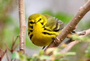 Prairie warbler by Bill Thompson, III