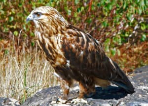 Rough-legged Hawk, photo by Rob Hanson / Wikimedia