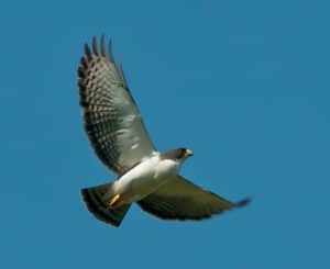Short-tailed hawk photo by Dario Sanches / Wikimedia