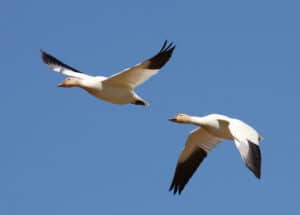 Snow Geese by Cephas / Wikimedia