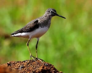 Solitary Sandpiper photo by Dario Sanches / Wikimedia