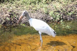 Wood stork by Billie Dodd