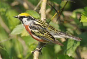 Chestnut-sided warbler, photo by Brian Henry