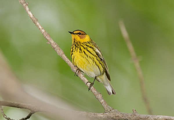 Cape May warbler, photo by Bmajoros, courtesy of Wikimedia Commons.