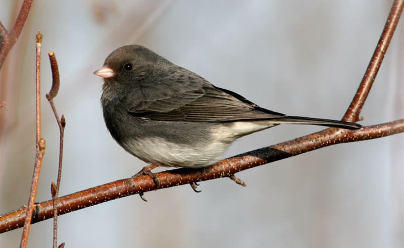 Dark-eyed Junco. Photo by Bill Thompson, III