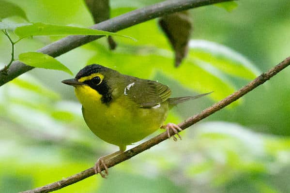 Kentucky warbler, photo by Andrew C courtesy of Wiki Commons