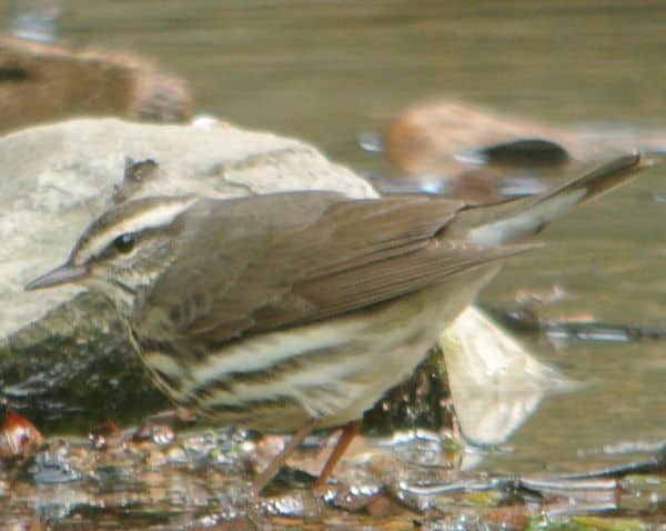 Northern waterthrush, photo by Andy Reago & Chrissy McClarren courtesy of Wiki Commons