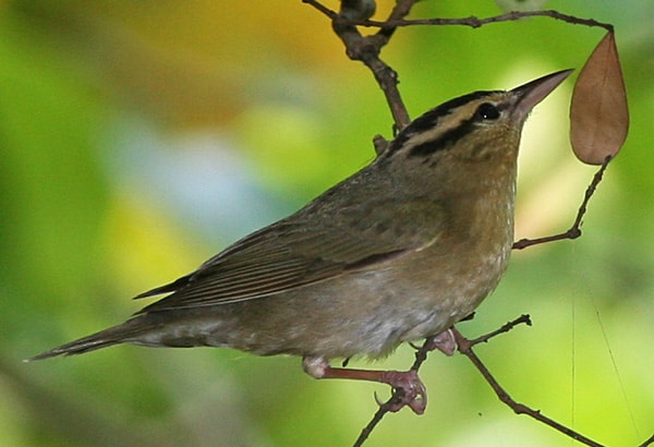 Worm-eating warbler, photo by Tomfriedel courtesy of Wiki commons.