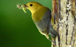 Prothonotary warbler. Photo by Doug Tallamy.