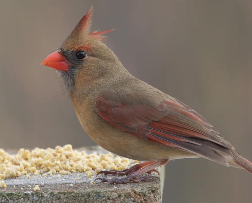 Many species adore Zick Dough, including cardinals. Photo by Julie Zickefoose.