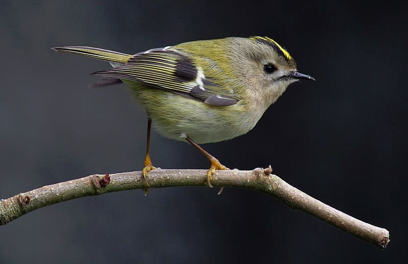 Golden-crowned kinglet, photo by Francis C. Franklin/ Wikimedia Commons.